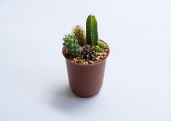The cactus on white background