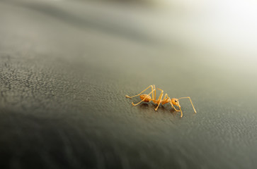 orangre ant on leather sofa surface.