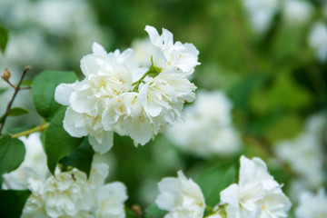 jasmine flowers  in spring