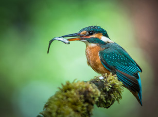 kingfisher with fish sitting on a mossy branch - 117745218