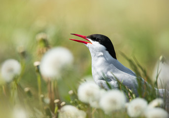 arctic tern surrounded by blowball