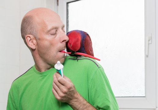 Man brushing his teeth with help from a red parrot