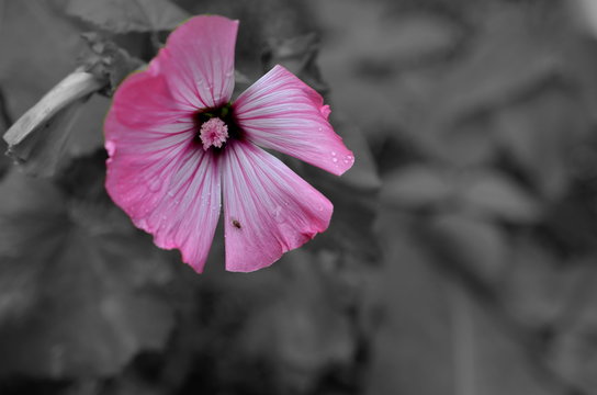 pink petunia blossom with colorkey effect