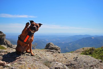 Staffordshire bull terrier and beautiful landscape