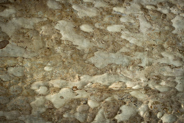 tree bark abstract background