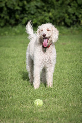 Labradoodle