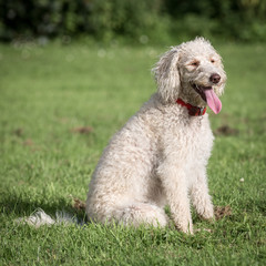 Labradoodle