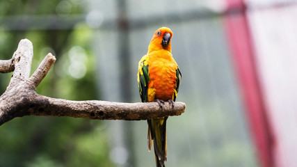sun Conure or yellow parrot