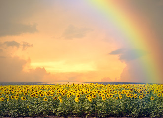 Zonnebloemen en regenboog