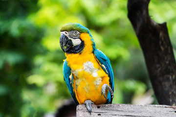 Blue and gold Macaw parrot
