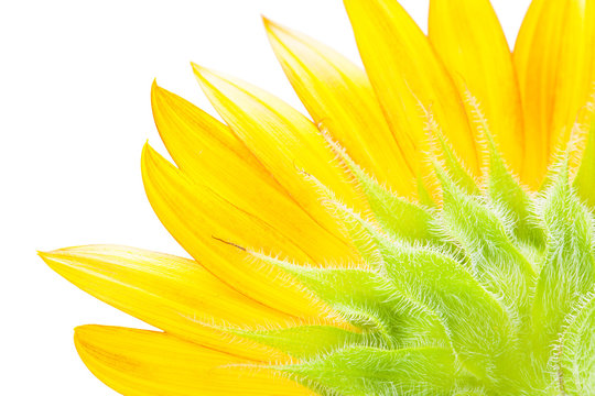 close-up detail of a petal from beautiful sunflower (Helianthus) selective focus isolate on white background with clipping path