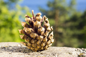 Pine cone on nature