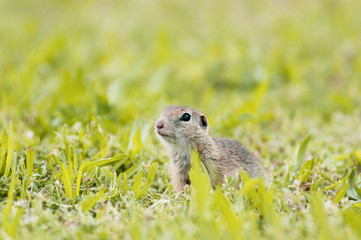 Naklejka na ściany i meble european ground squirrel sitting in the grass