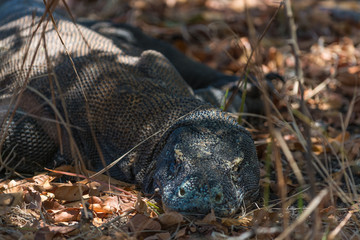 Varan is resting in the Komodo National Park, Indonesia
