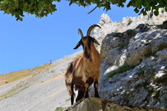 wild mountain goat on the rock