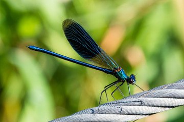 Banded demoiselle