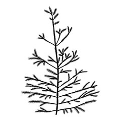Fototapeta premium Pine tree isolated on white background, silhouette woods and fir tree for your design, isolated.