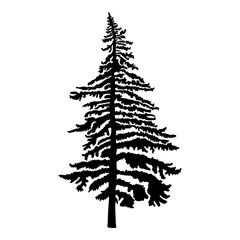 Obraz premium Pine tree isolated on white background, silhouette woods and fir tree for your design, isolated.