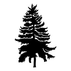 Hand drawn fir tree vector illustration. Silhouette of black pine tree.