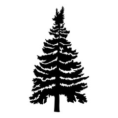 Hand drawn fir tree vector illustration. Silhouette of black pine tree.