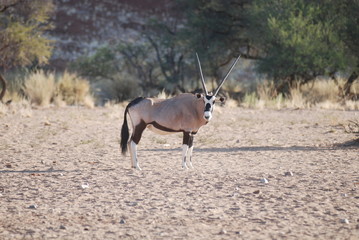 Oryx-Antilope