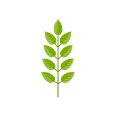 branch of green leave illustration vector, flat design