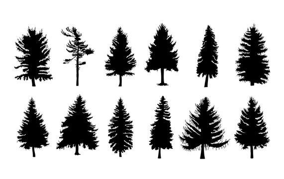 Vector set silhouette of different Canadian pine trees. Conifer tree silhouettes on the white background Collection. Bundle of trees.
