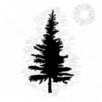 Fir tree on white textured background illustration. Black coniferous tree silhouette. Hand drawing. 