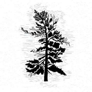 Fir tree on white textured background illustration. Black coniferous tree silhouette. Hand drawing. 