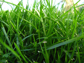 Green grass