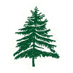 Hand drawn textured fir tree vector illustration. Silhouette of the grunge pine tree.