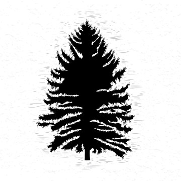 Vector silhouette of Canadian pine tree. Conifer tree silhouettes on the white textured background.