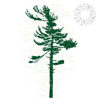 Hand drawn textured fir tree vector illustration. Silhouette of the grunge pine tree.