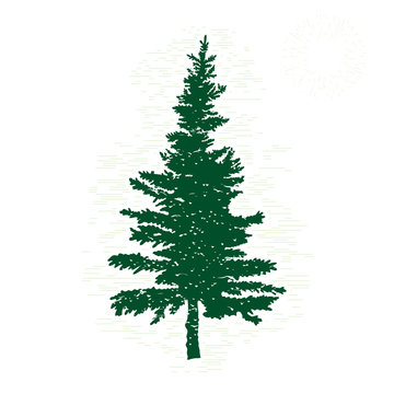 Hand drawn textured fir tree vector illustration. Silhouette of the grunge pine tree.