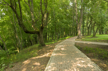 Fototapeta premium Road in park