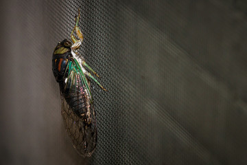 Cicada Fly