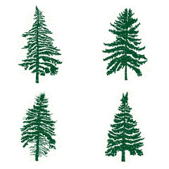 Set of different silhouettes of green pine trees, vector illustration. Collection of vintage textured grunge fir trees design template. Vector illustration.