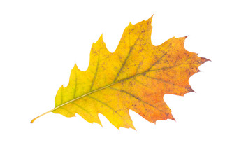 Fototapeta premium Autumn leaf isolated