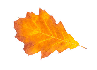 Autumn leaf isolated