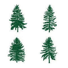 Set of different silhouettes of green pine trees, vector illustration. Collection of vintage textured grunge fir trees design template. Vector illustration.