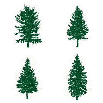 Set of different silhouettes of green pine trees, vector illustration. Collection of vintage textured grunge fir trees design template. Vector illustration.