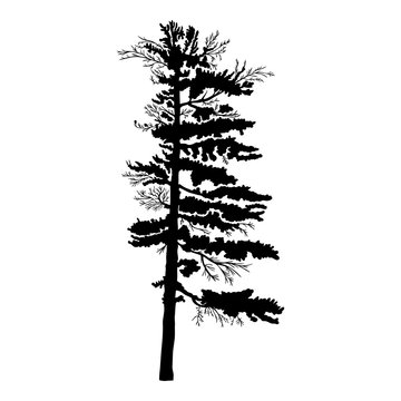 Pine tree isolated on white background, silhouette woods and fir tree for your design, isolated.