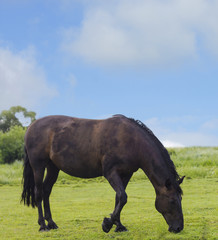Wild horse dark brown color on grass. Domestic animal horse grazes on pasture. Summer rural landscape with herd horse in meadow under cloudy blue sky