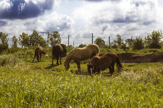 Herd of horses different colors grazing in field under stormy cloudy sky summer day. Domestics animals walking free. Photo in warm colors