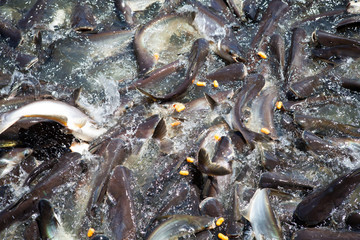 Pangasius feeding in the river at temple area is culture Thailan