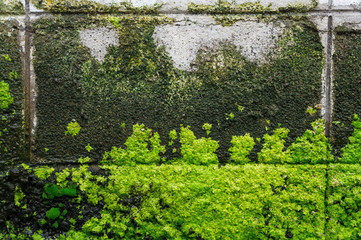 There are the algae on the wall . It is good background.