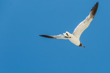 Close image of flying seagull in blue sky.