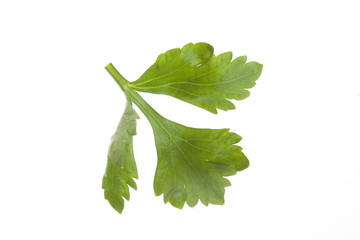 close up celery leaves isolated on white background.