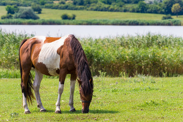 Naklejka na ściany i meble Piebald or Pinto Horse Grazing on The Field Near a Lake
