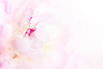 Naklejka na ściany i meble Gentle pink peony flower close-up